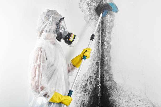 Best Air Quality Testing for Mold Spores  in Temelec, CA